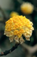 Edgeworthia chrysantha 'Grandiflora' 