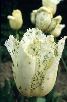 Pucerons, mouche verte sur tulipe blanche