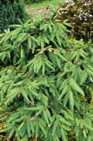 Picea abies 'Acrocona' - Épinette de Norvège