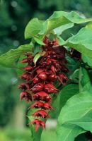 Leycesteria formosa - Chèvrefeuille de l'Himalaya