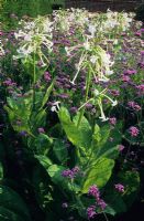 Nicotiana sylvestris - Tabac à fleurs avec Verbena bonariensis