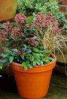 Pot d'hiver avec Skimmia japonica 'Rubella', Carex testacea et Leucothoe 'Scarletta'