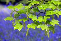 Acer pseudoplatanus - nouvelles feuilles de sycomore avec des fleurs soutenues par Bluebells