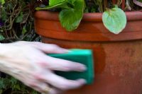 Essuyer un pot de plantes avec un désinfectant parfumé pour dissuader les chats de tom de pulvériser de l'urine