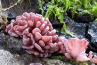 Tremella encephala - Champignon de gelée sur bouleau en Cumbria