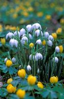 Galanthus nivalis 'Flore Pleno' - Perce-neige avec Eranthis hyemalis - Aconites d'hiver