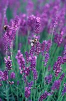Lavandula angustifolia 'Hidcote' - Lavande aux abeilles en juillet