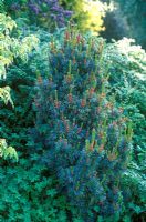 Pinus parviflora 'Bonnie Bergmann' - Pin blanc du Japon