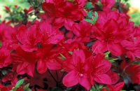 Rhododendron 'Fête des mères' - Azalée