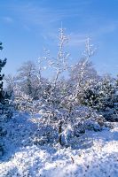 Larix kaempferi 'Diane' - Mélèze japonais avec de la neige en hiver