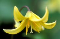 Erythronium 'Pagoda' - Truite Lily