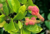 Magnolia x loebneri 'Merrill' aux fruits d'automne
