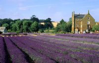 Lavandula - Rangées de lavande à Norfolk Lavender, Caley Mill, Heacham à Norfolk