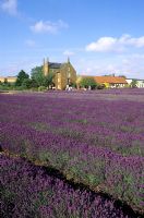 Lavandula - Champ de lavande à Norfolk Lavender, Caley Mill, Heacham à Norfolk
