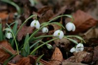 Galanthus 'Hippolyta' - Perce-neige au Colesbourne Park dans le Gloucestershire
