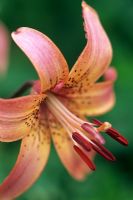 Lilium 'Panthère rose'