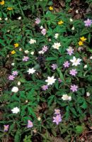 Fleurs de printemps dans un jardin boisé, Anemone nemorosa 'Allenii', Anemone nemorosa 'Vestal' et Anemone ranunculoides