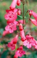 Penstemon 'Hewell Pink Bedder' - Collection nationale de Penstemon, pépinière de Longstock