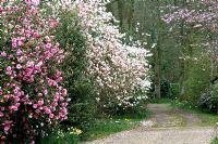 Voie d'accès bordée de Camellia x williamsii en fleurs 'Donation' et Magnolia soulangeana en avril