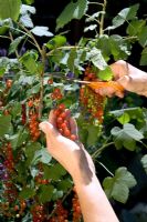 Récolte de Ribes - Groseille à l'aide de ciseaux pour récolter les fruits
