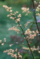 Artemisia lactiflora 'Groupe Guizhou'
