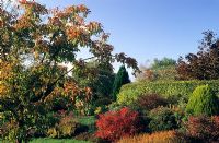 Parterres d'arbustes d'automne à Broadlands dans le Dorset, Acer griseum, Gaultheria mucronata 'Bells Seedling' avec Thuja orientalis 'Aurea Nana'