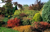 Parterre d'arbustes d'automne à Broadlands dans le Dorset avec Gaultheria mucronata 'Bell's Seedling' avec Thuja orientalis 'Aurea Nana'