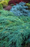 Juniperus squamata 'Blue Carpet' avec Picea orientalis 'Procumbens'