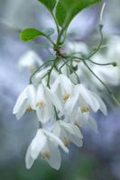 Halesia - gros plan de fleurs blanches