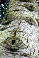 Détail de tronc d'arbre