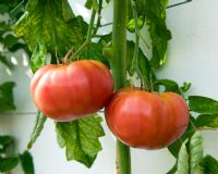 Lycopersicon esculentum - Tomate 'Crnkovic Yougoslave'