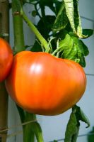 Lycopersicon esculentum - Tomate 'Burpee Delicious'