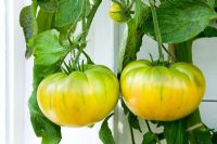 Lycopersicon esculentum - Tomate 'Aunt Rubys German Green'