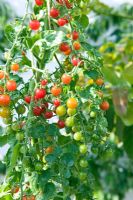 Lycopersicon esculentum - Tomate 'Pois de cassis'