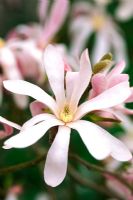 Magnolia x loebneri 'Leonard Messel' fleurit en mars