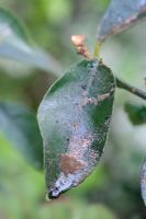 Cochenilles provoquant la formation de suie sur les feuilles d'agrumes