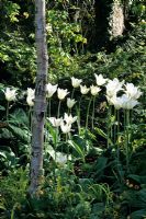 Tulipa 'White Truimphator' - Tulipes dans un jardin boisé à Turn End, Buckinghamshire