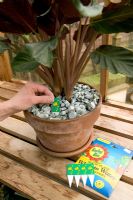Rempoter une plante d'intérieur - placer un indicateur d'eau dans le compost (Calathea crocata)