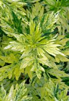 Artemisia vulgaris 'Sous les projecteurs orientaux' - syn 'Janlim'
