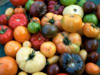 Lycopersicon esculentum - Sélection de tomates Héritage dont 'Green Zebra', 'Orange Queen', 'Black Crimea' et 'Purple Calabash'