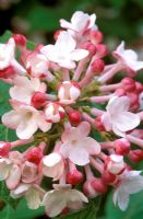 Viburnum carlesii 'Charis' fleurit en mars