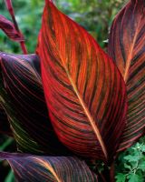 Feuilles de Canna 'Tropicana'