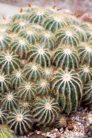 Notocactus warasii - Cactus poussant dans une serre chauffée