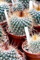 Mammilaria petterssoni - Plantes de cactus à vendre en pépinière