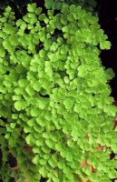 Adiantum pedatum - fougère à poils vierges