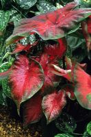 Caladium mélangé