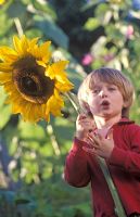 Jeune garçon tenant un Helianthus fraîchement coupé - tournesol qu'il a cultivé à partir de graines, septembre