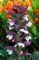 Acanthus spinosus - Culotte ours