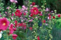 Alcea rosea - Roses trémières