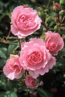 Rosa 'Bonica' - Floribunda Rose